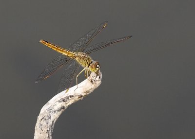 _MG_9655.jpg