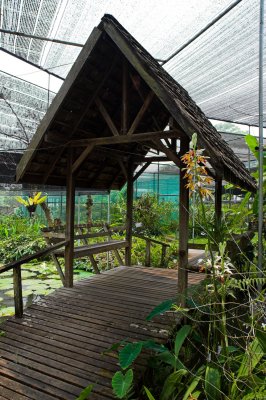 Mae Sa Orchid Gardens - Mae Rim, Chang Mai