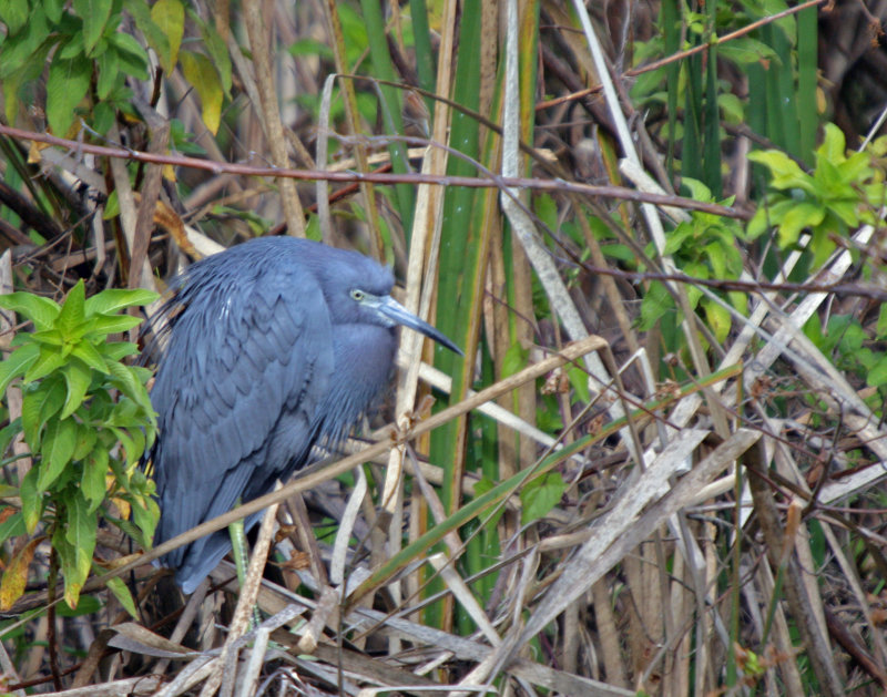 Little Blue Heron