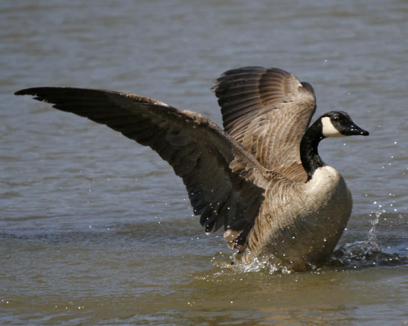 Canada Goose