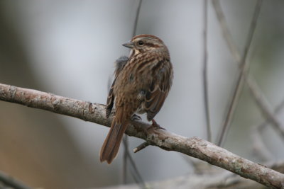 Song Sparrow