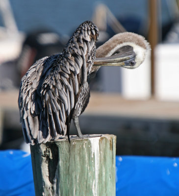 Brown Pelican preening