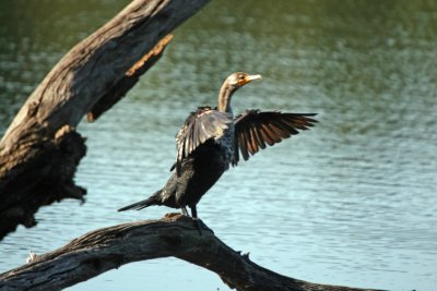 Double Crested Cormorant