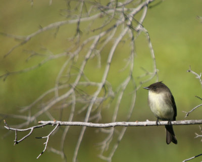 American Redstart