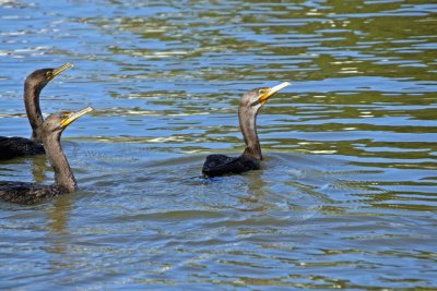 Double-crested Cormorant