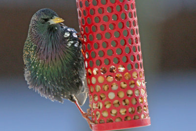 European Starling