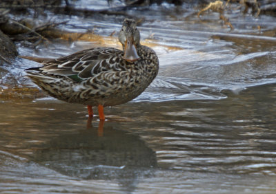 Northern Shoveler female