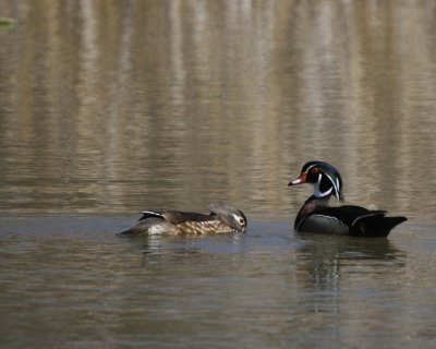 Wood Duck pair