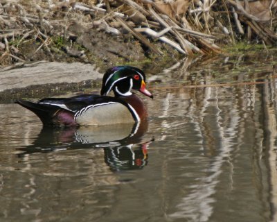 Wood Duck