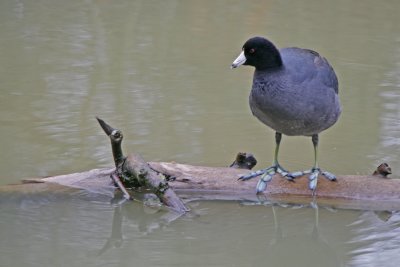 American Coot