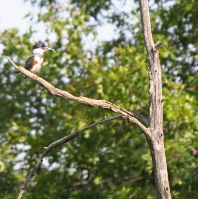 Belted Kingfisher