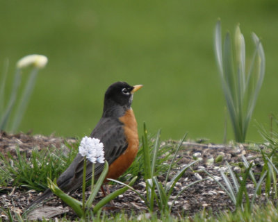 American Robin