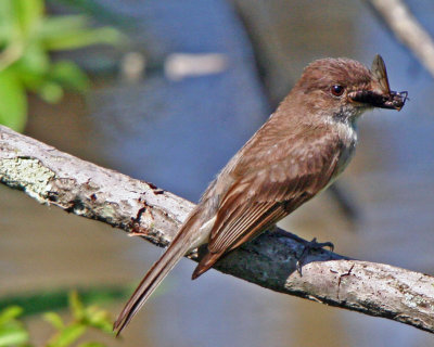 Eastern Phoebe