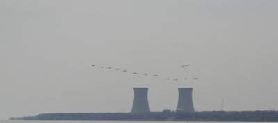 Geese over Perry Nuclear Power Plant
