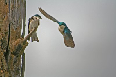 Tree Swallows