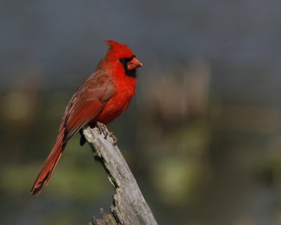 Northern Cardinal