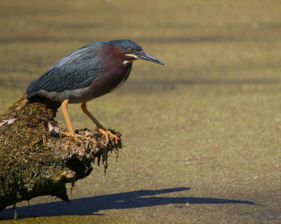 Green Heron