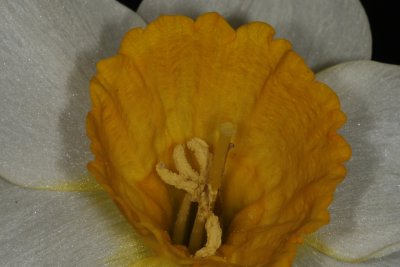 Inside a Daffodil