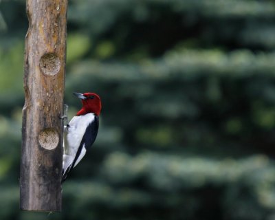 Red-Headed Woodpecker