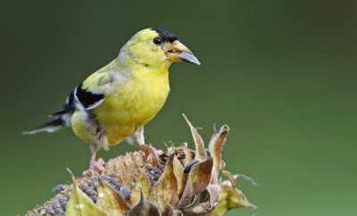 American Goldfinch