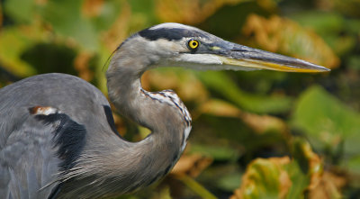 Great Blue Heron Portrait