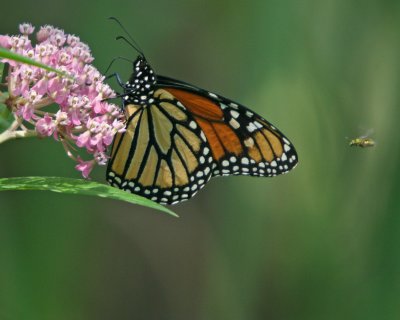 Monarch and Friend