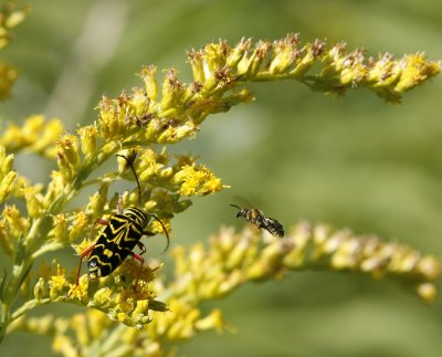 Locust Borer Beetle and Friend