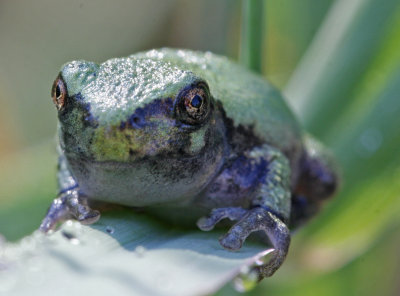 Tree Frog