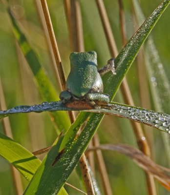 Tree Frog from behind