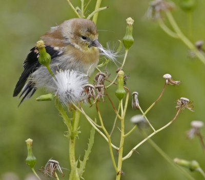 Goldfinch