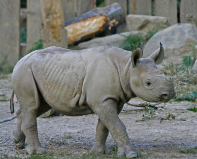 Baby Rhino (Born June 2007)