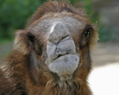 Odd Expression Camel