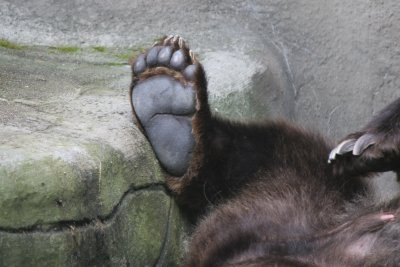 Bear Foot in the Park