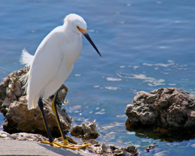 Snowy Egret