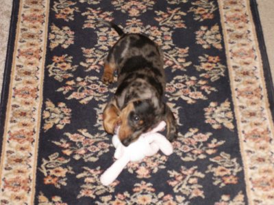 image017-smaller.jpg