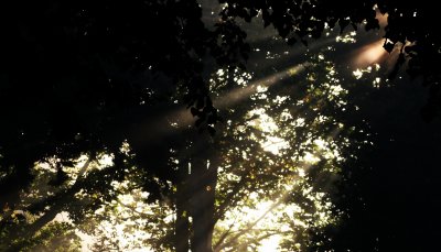 sun in trees.jpg