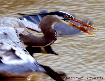 Great Blue Heron Occoquan NWR, Va