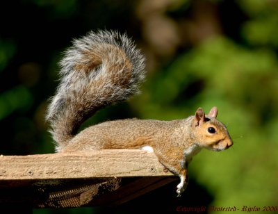 Eastern Gray  Squirrel Huntley Meadows Park, Va