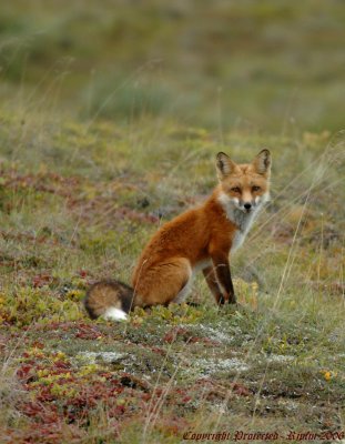Red Fox Denali NP, Ak