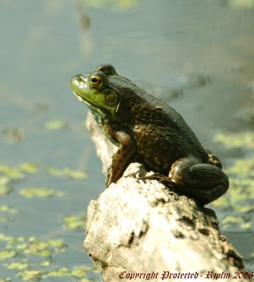 Bullfrog Huntley Meadows Park, Va