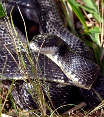 Black Rat Snake Occoquan NWR, Va