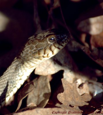 Water Snake Occoquan NWR, Va