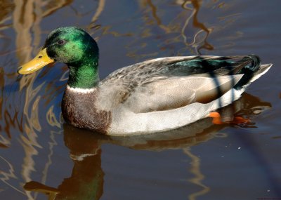 Mallard Huntley Meadows Park, Va