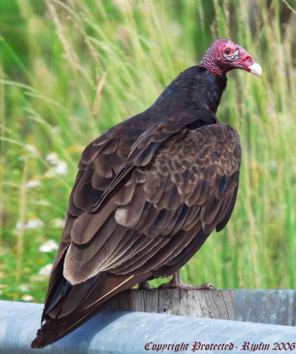 Turkey Vulture Everglade NP, Fl