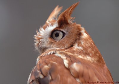 Eastern Screech Owl Big Meadows SNP, Va