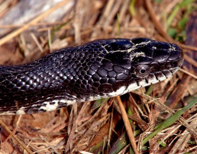 Black Rat Snake Occoquan NWR, Va