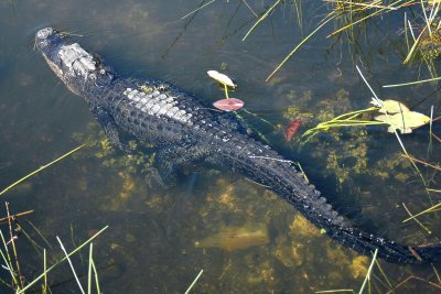 Alligator  Everglade NP, Fl