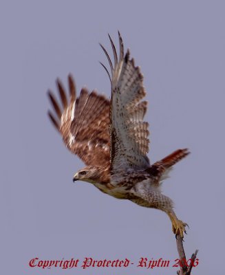 Red-tailed Hawk Big Meadows SNP, Va