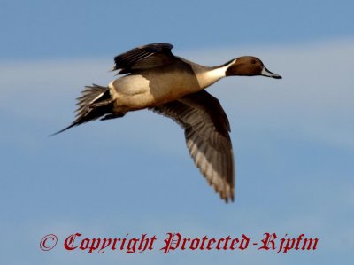  Northern Pintail Huntley Meadows Park, Va