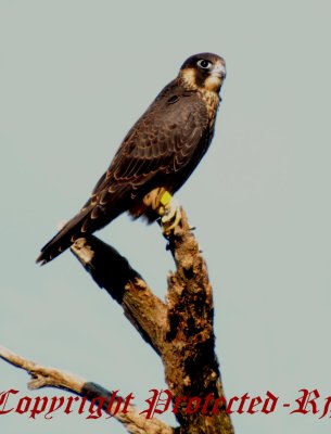 Peregrine Falcon Big Meadows NP, Va